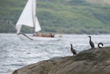 cormorants whyw18 fri gjmc 9304w